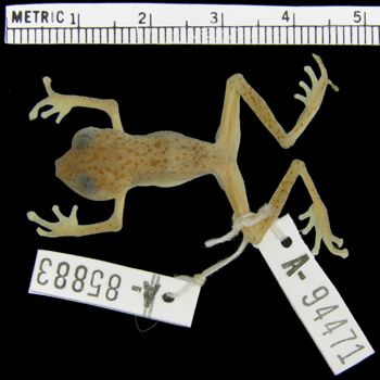 Media type: image; Herpetology A-94471